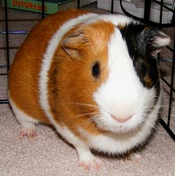 nibbler